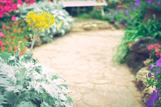 blooming flower plant in botany garden park