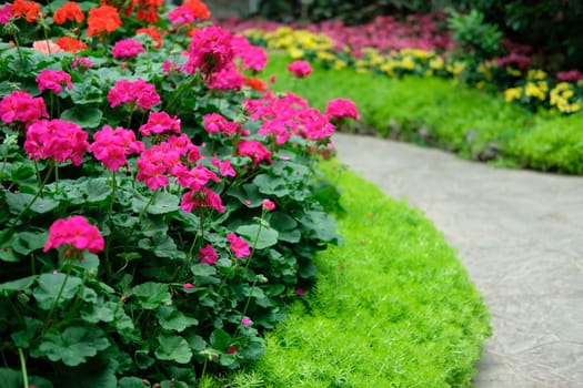 blooming flower plant in botany garden park