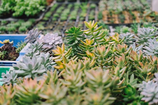 growing sedum succulent plant in farm. sedum plantation