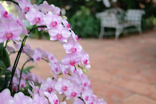 blooming purple orchid flower decorating in garden