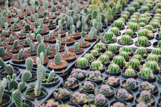 growing succulent cactus plant in pot. cactus plantation in farm