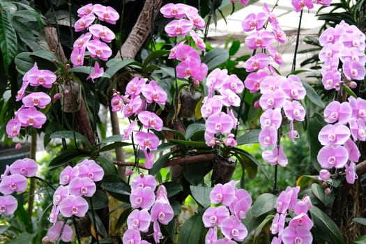 blooming phalaenopsis orchid flower in garden park