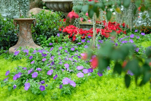 blooming flower plant in botany garden park