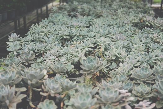 growing echeveria succulent plant in farm. echeveria plantation