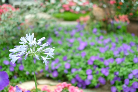 blooming flower plant in botany garden park