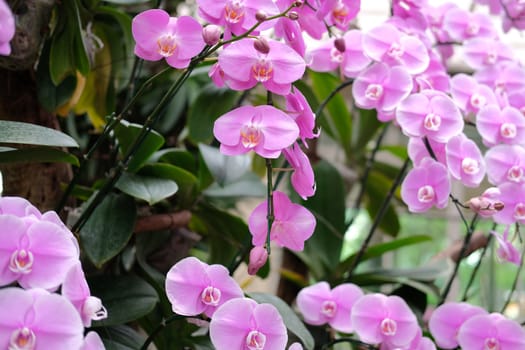blooming phalaenopsis orchid flower in garden park
