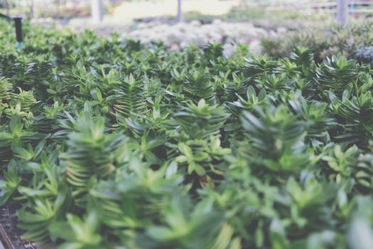 growing crassula succulent plant in farm. echeveria plantation