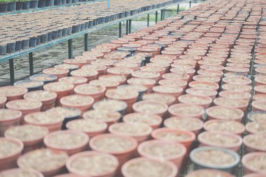 soil & fertilizer in planting pot for growing transplanting plant seedling in farm