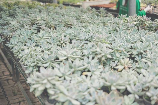 growing echeveria succulent plant in farm. echeveria plantation