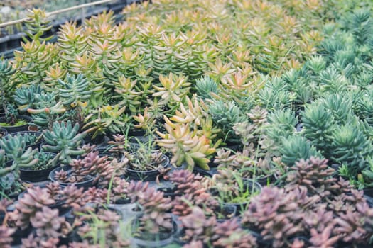 growing sedum succulent plant in farm. sedum plantation