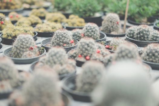 growing succulent cactus plant in pot. cactus plantation in farm