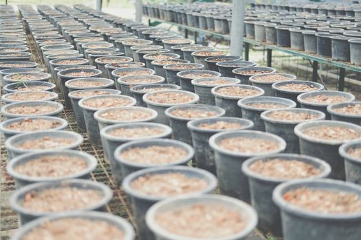 soil & fertilizer in planting pot for growing transplanting plant seedling in farm