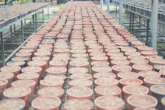 soil & fertilizer in planting pot for growing transplanting plant seedling in farm