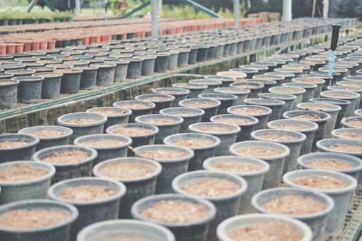 soil & fertilizer in planting pot for growing transplanting plant seedling in farm