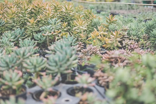 growing sedum succulent plant in farm. sedum plantation