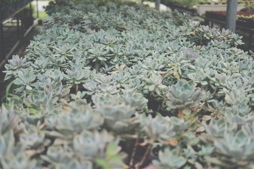 growing echeveria succulent plant in farm. echeveria plantation