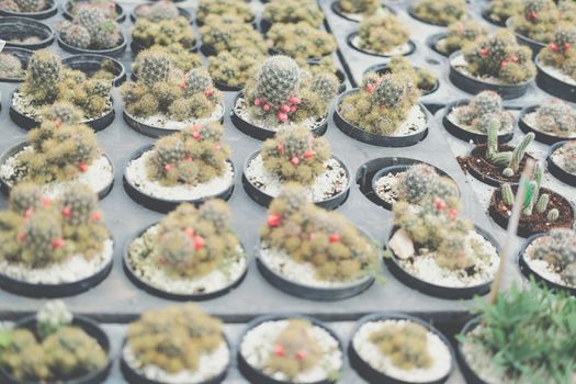 growing succulent cactus plant in pot. cactus plantation in farm
