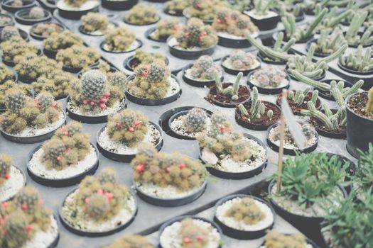 growing succulent cactus plant in pot. cactus plantation in farm