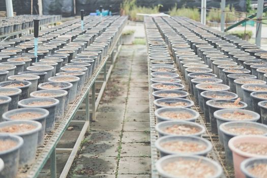 soil & fertilizer in planting pot for growing transplanting plant seedling in farm