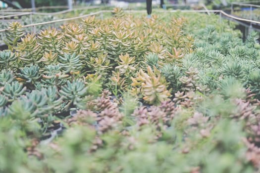 growing sedum succulent plant in farm. sedum plantation