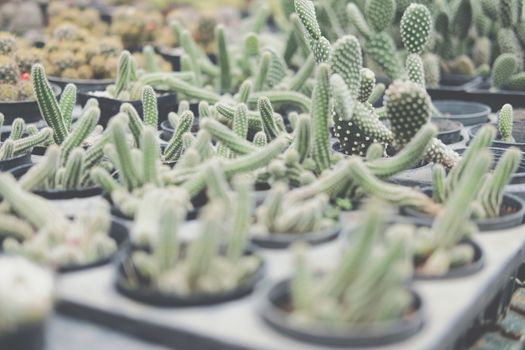 growing succulent cactus plant in pot. cactus plantation in farm