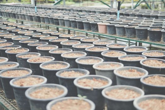 soil & fertilizer in planting pot for growing transplanting plant seedling in farm