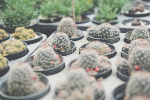growing succulent cactus plant in pot. cactus plantation in farm
