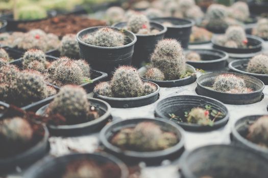 growing succulent cactus plant in pot. cactus plantation in farm