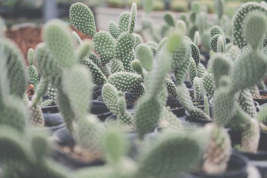 growing succulent cactus plant in pot. cactus plantation in farm