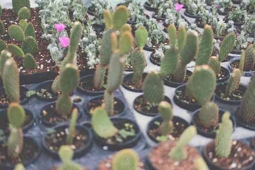 growing succulent cactus plant in pot. cactus plantation in farm
