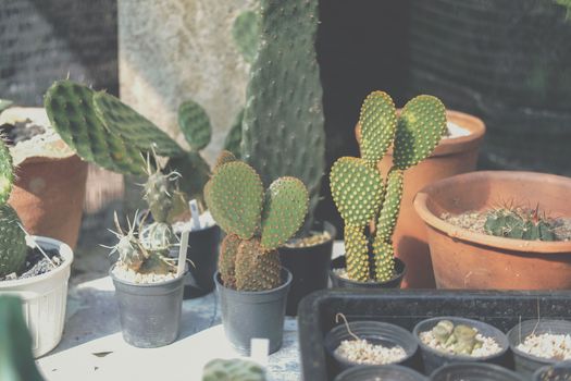 succulent cactus plant in pot decorating on table
