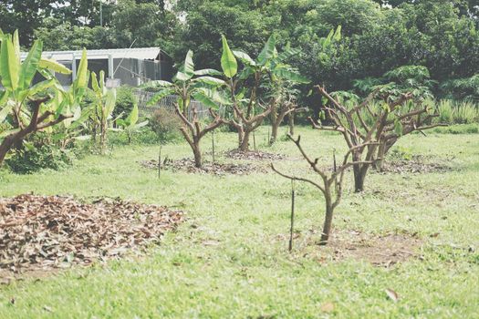 Pruning Training Tree. Garden orchard Maintenance