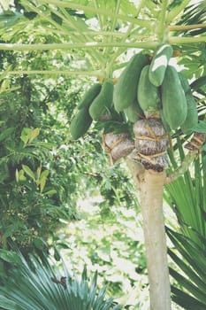 grafting papaya fruit tree. graft on branch