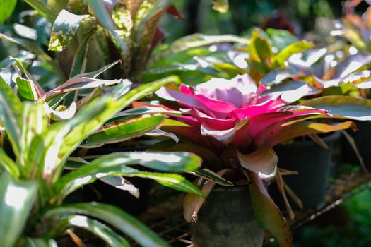 Urn bromeliad tropical plant in garden park