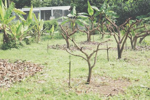Pruning Training Tree. Garden orchard Maintenance