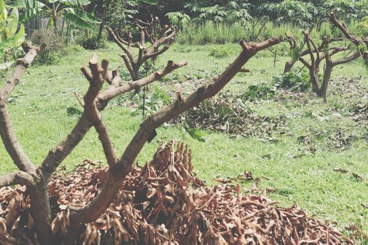 Pruning Training Tree. Garden orchard Maintenance