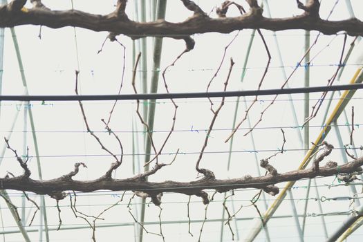 Pruning Training Grape Fruit Plant Tree. Garden orchard Maintenance