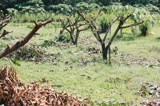 Pruning Training Tree. Garden orchard Maintenance