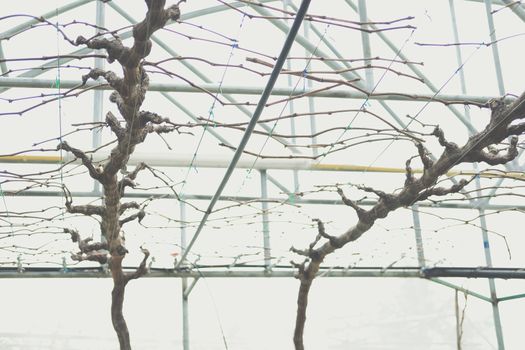 Pruning Training Grape Fruit Plant Tree. Garden orchard Maintenance