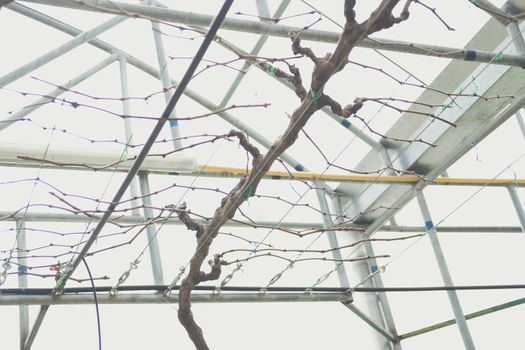Pruning Training Grape Fruit Plant Tree. Garden orchard Maintenance