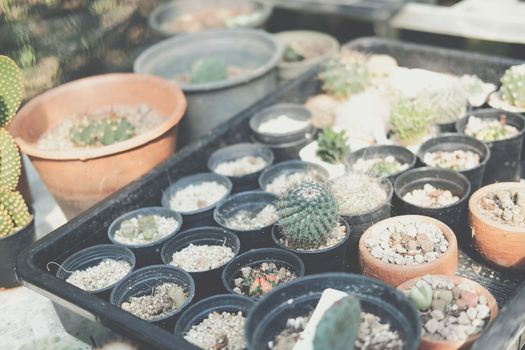 succulent cactus plant in pot decorating on table