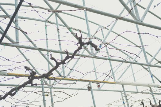Pruning Training Grape Fruit Plant Tree. Garden orchard Maintenance