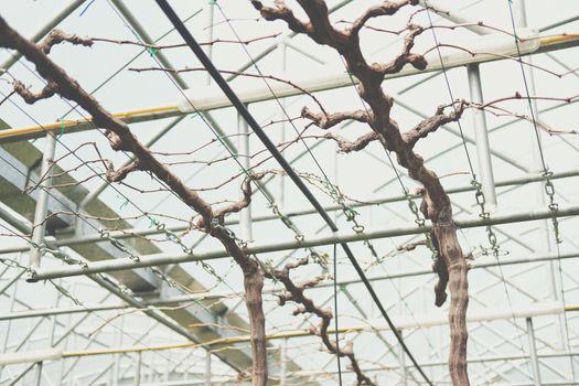 Pruning Training Grape Fruit Plant Tree. Garden orchard Maintenance