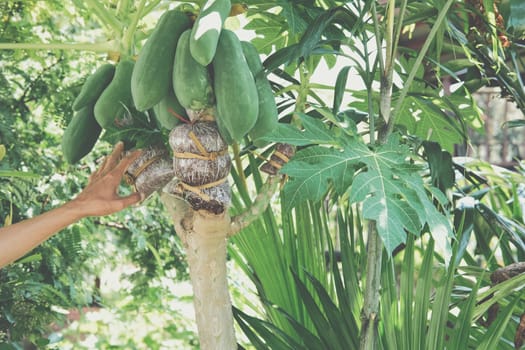 grafting papaya fruit tree. graft on branch