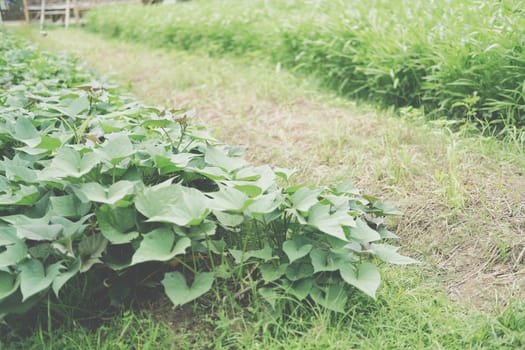 vegetable plant growing in garden farm