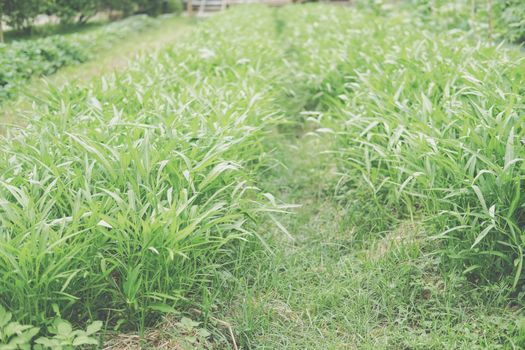 chinese water convolvulus spinach morning glory plant growing in vegetable garden farm