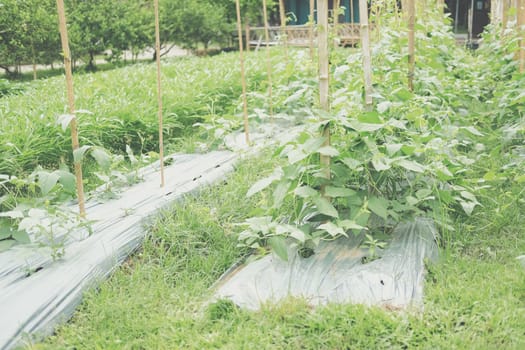 vegetable plant growing in garden farm