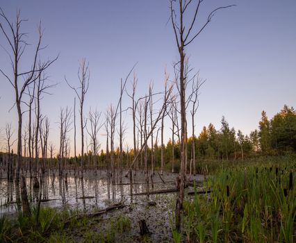 morning in summer swamp with vertical dry gray straight dead tree trunks.