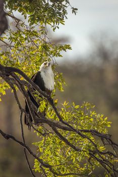 African fish eagle standing in branch in backlit in Kruger National park, South Africa ; Specie Haliaeetus vocifer family of Accipitridae