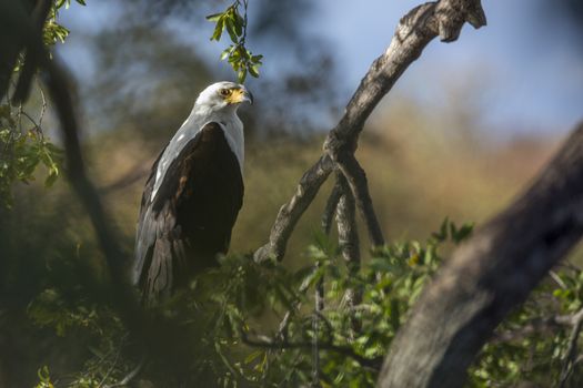 African fish eagle in Kruger National park, South Africa ; Specie Haliaeetus vocifer family of Accipitridae